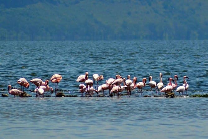 8 Days Mara, Nakuru, Naivasha & Amboseli Group Safari