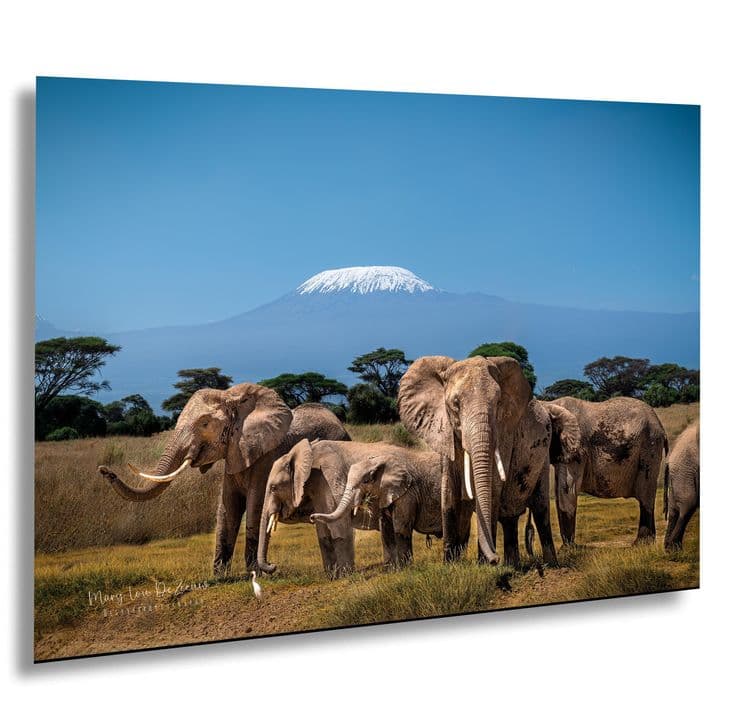 African safari landscape 2