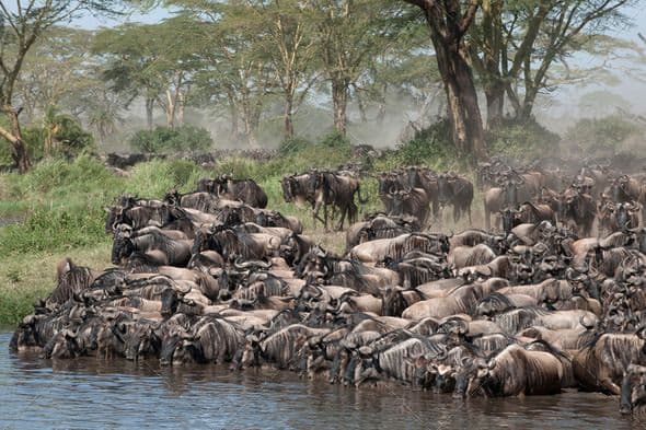 Tanzania Safari & Zanzibar