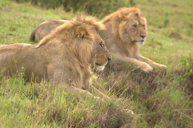 Ultimate Kenya Safari Packing List: What to Bring on Safari