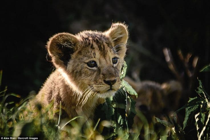 Ngorongoro Crater