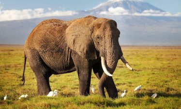 3 Days Amboseli National Park