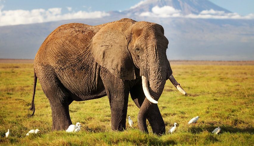 3 Days Amboseli National Park