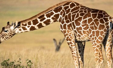 5 DAYS TARANGIRE-MANYARA-NGORONGORO-SERENGETI