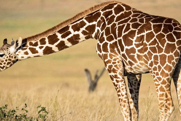 5 DAYS TARANGIRE-MANYARA-NGORONGORO-SERENGETI