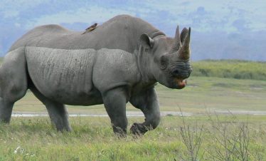 7 DAYS TARANGIRE MANYARA-SERENGETI -NGORONGORO