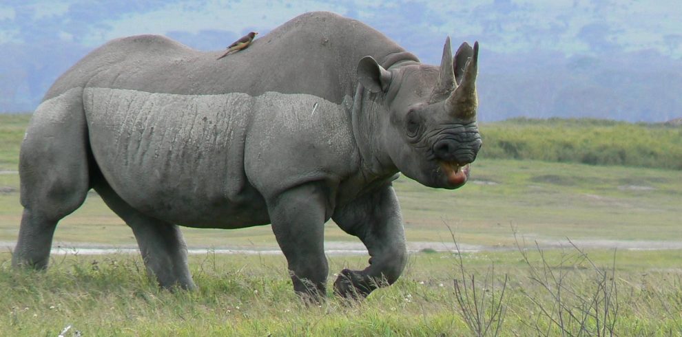 7 DAYS TARANGIRE MANYARA-SERENGETI -NGORONGORO