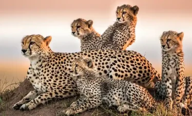 Kenya Private Safaris