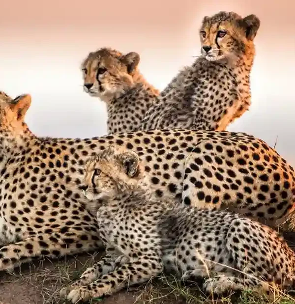 Kenya Private Safaris