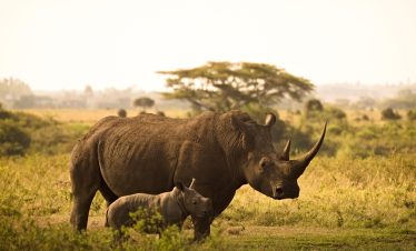 Kenya_and_Tanzania_Safaris