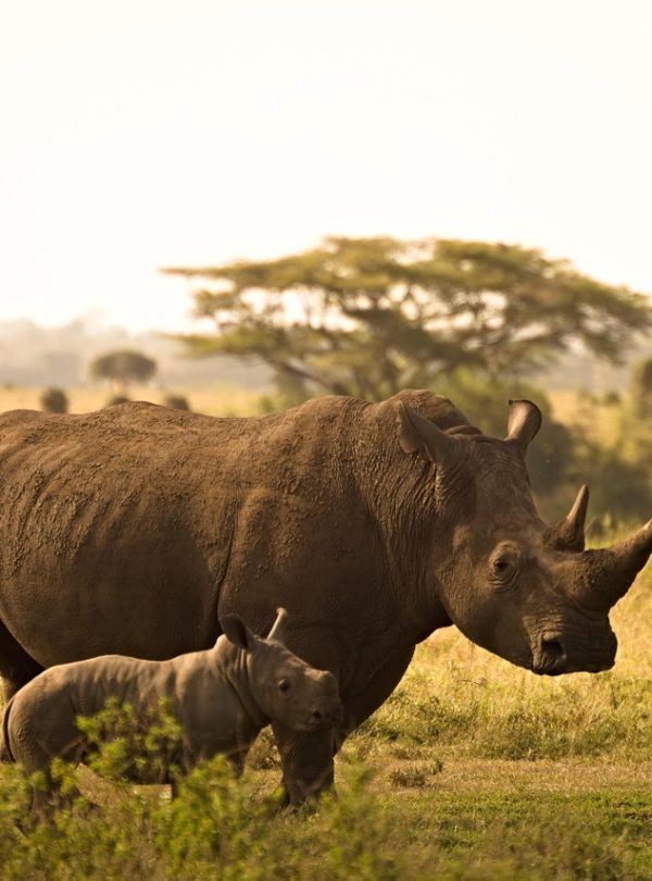 Kenya_and_Tanzania_Safaris