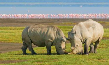 Lake-Nakuru