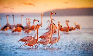 3 Days, 2 Nights Ngorongoro Crater Safari