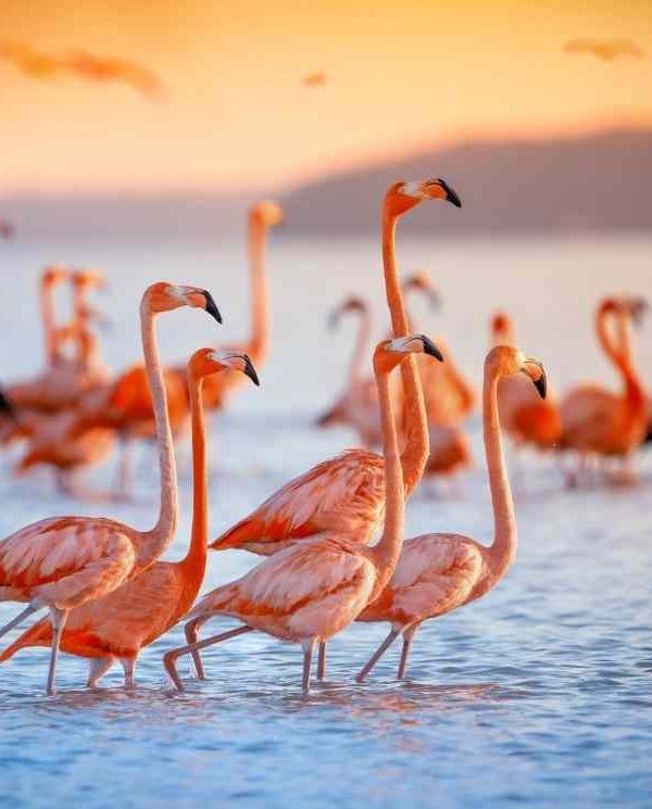 3 Days, 2 Nights Ngorongoro Crater Safari