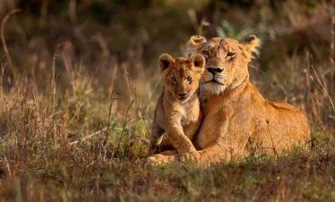 Lion Cub Masai mara