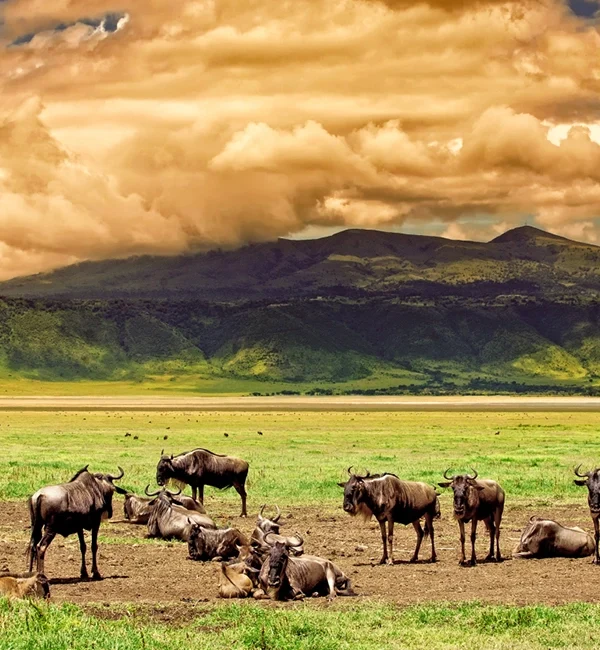 9 Days Kenya & Tanzania Safari – Masai Mara, Serengeti, Ngoron