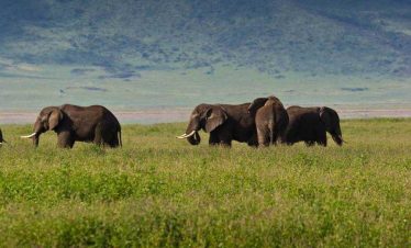 3 Days, 2 Nights Ngorongoro Crater Safari