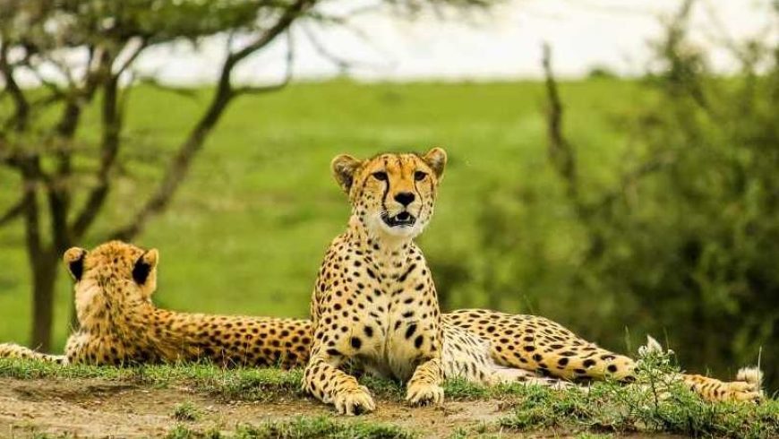 6 Days Manyara - Ngorongoro - Serengeti - Tarangire