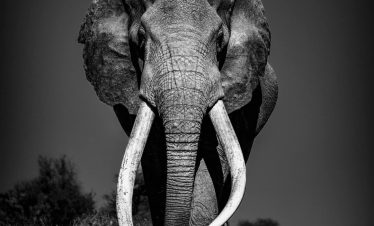 Elephant Safari