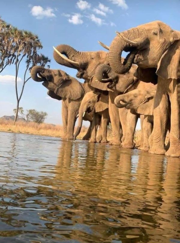 5 Days Lake Manyara, Serengeti & Ngorongoro Safari