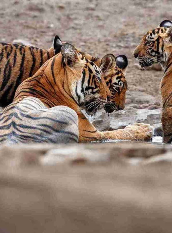 Samburu Luxury Safari