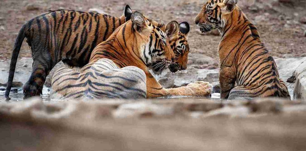 Samburu Luxury Safari