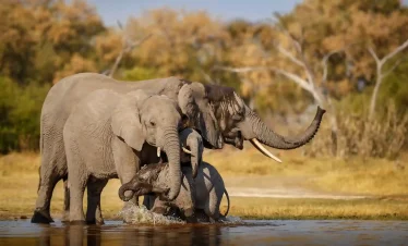3 Days, 2 Nights Ngorongoro Crater Safari