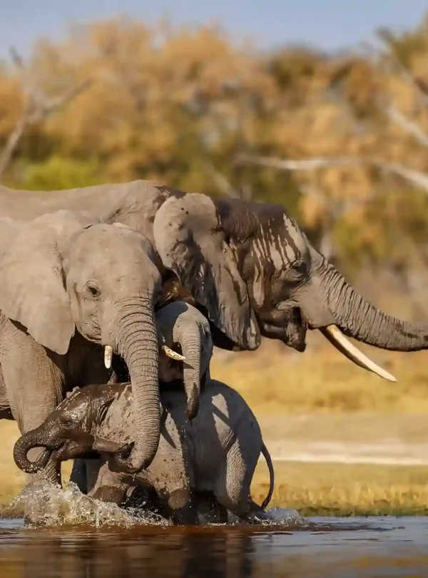 3 Days, 2 Nights Ngorongoro Crater Safari