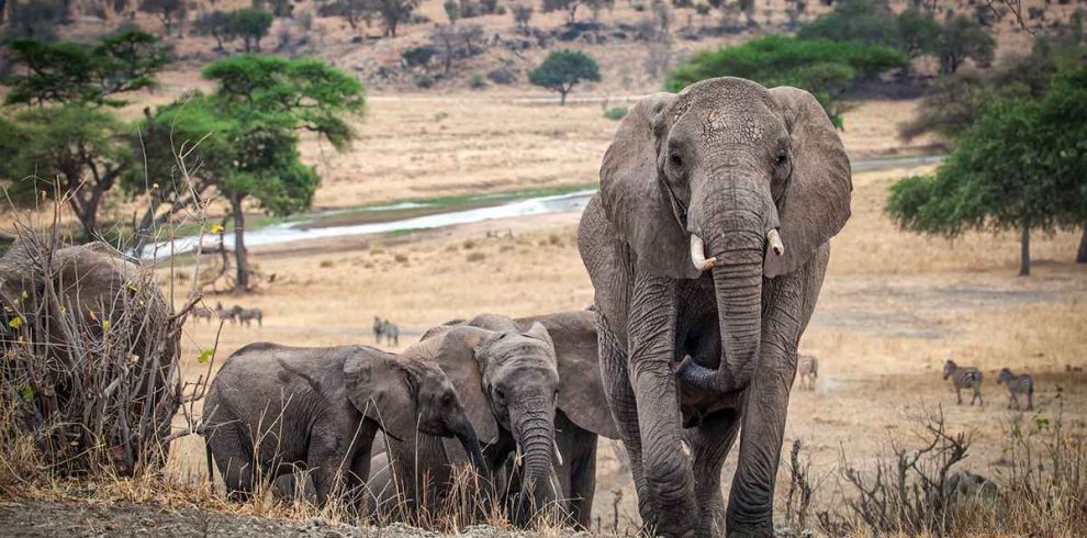 6 Days Manyara, Serengeti, Ngorongoro & Tarangire Safari