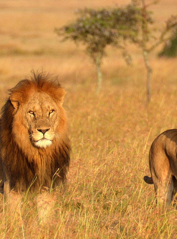 Kenya_and_Tanzania_Safaris