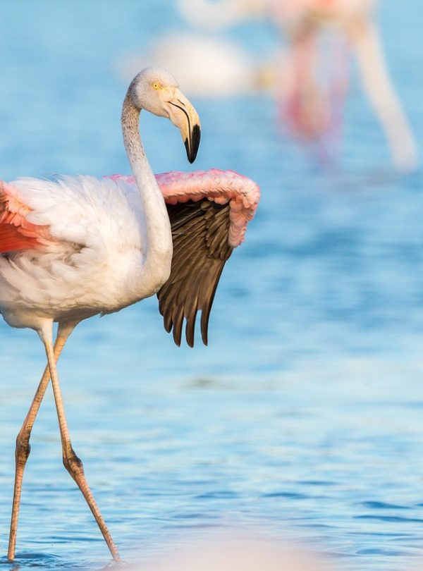 flamingo-2591522_1280