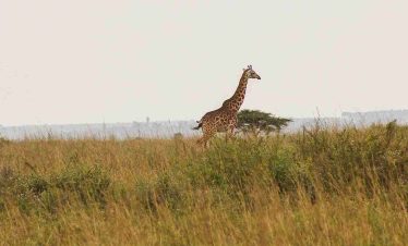 giraffe-mara