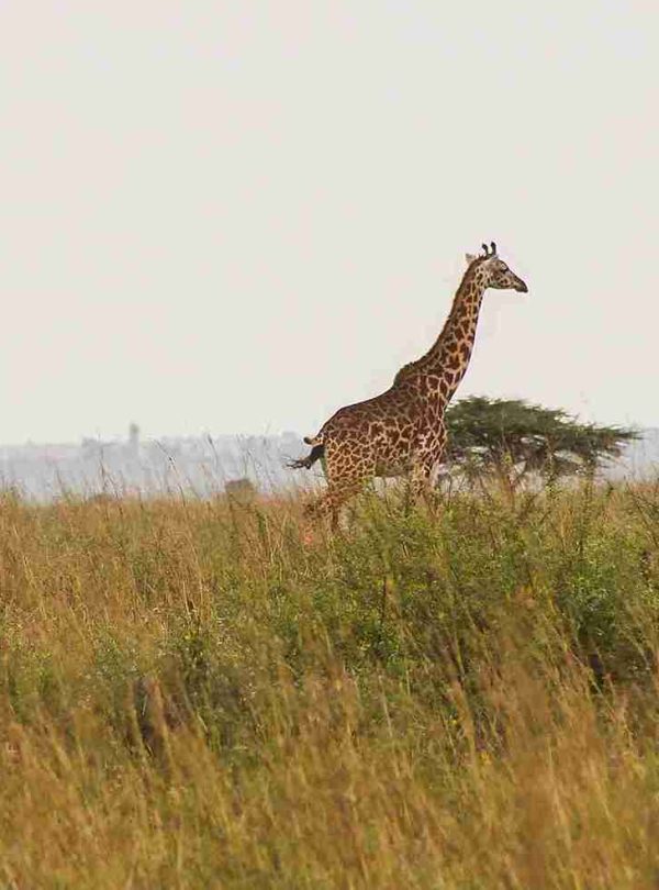 giraffe-mara