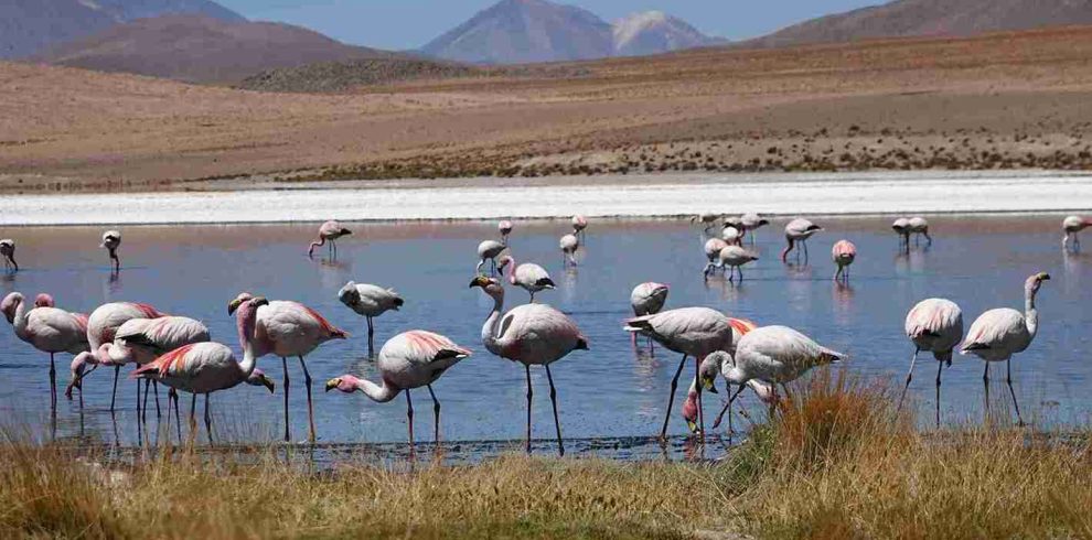 4 Days Aberdares & Samburu Luxury Lodge Safari