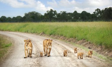 3 Days, 2 Nights Ngorongoro Crater Safari