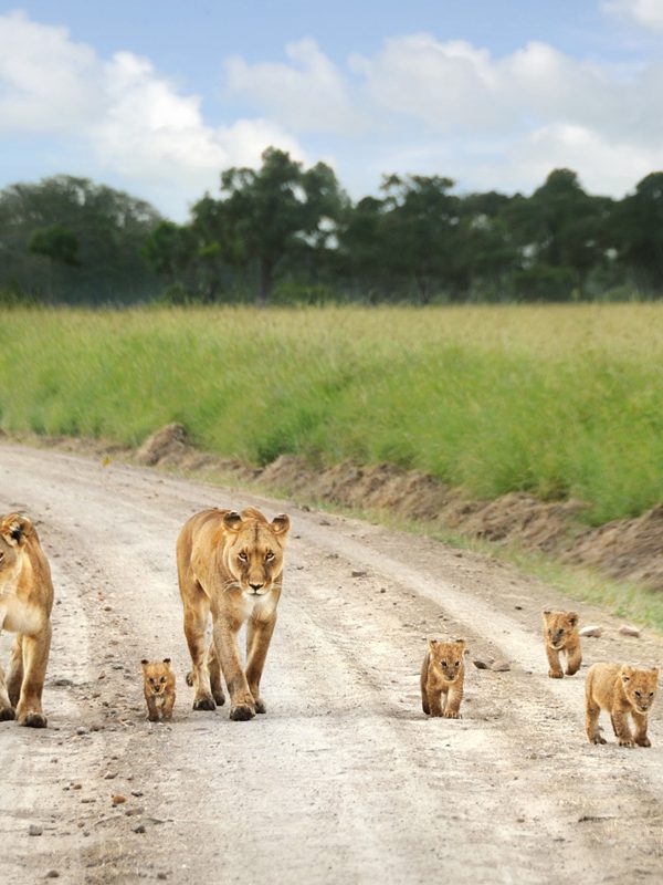 3 Days, 2 Nights Ngorongoro Crater Safari