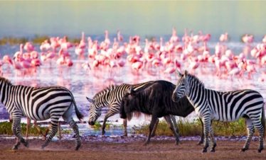 4 Days Masai Mara & Lake Nakuru