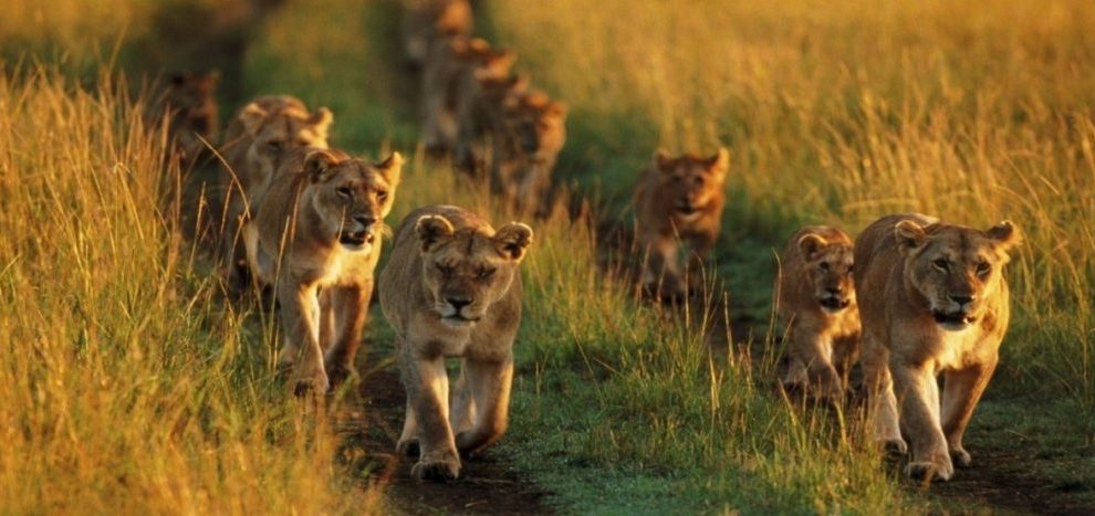 7 Days Kenya Safari