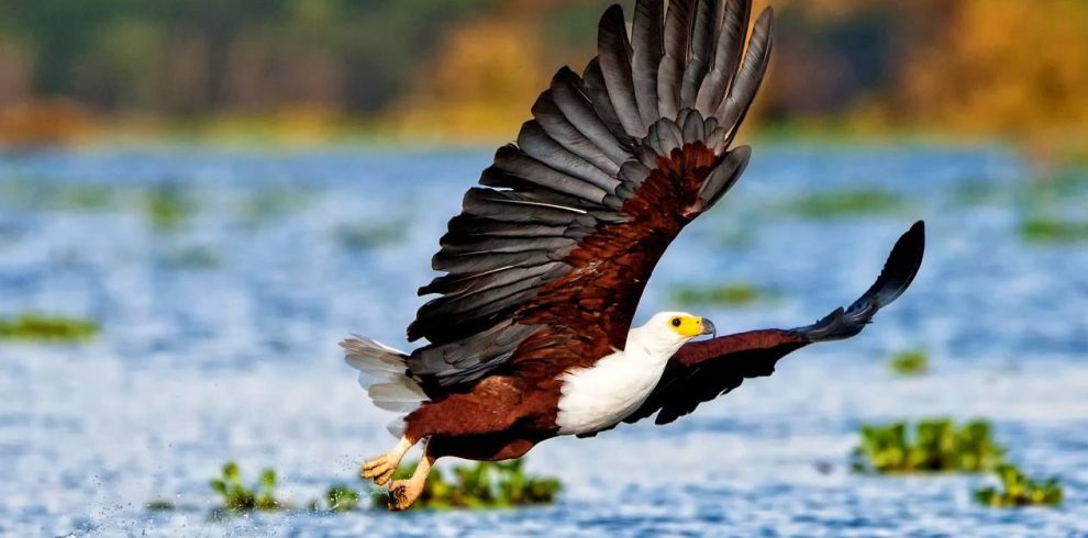 5 Days Masai Mara, Lake Nakuru & Naivasha Safari